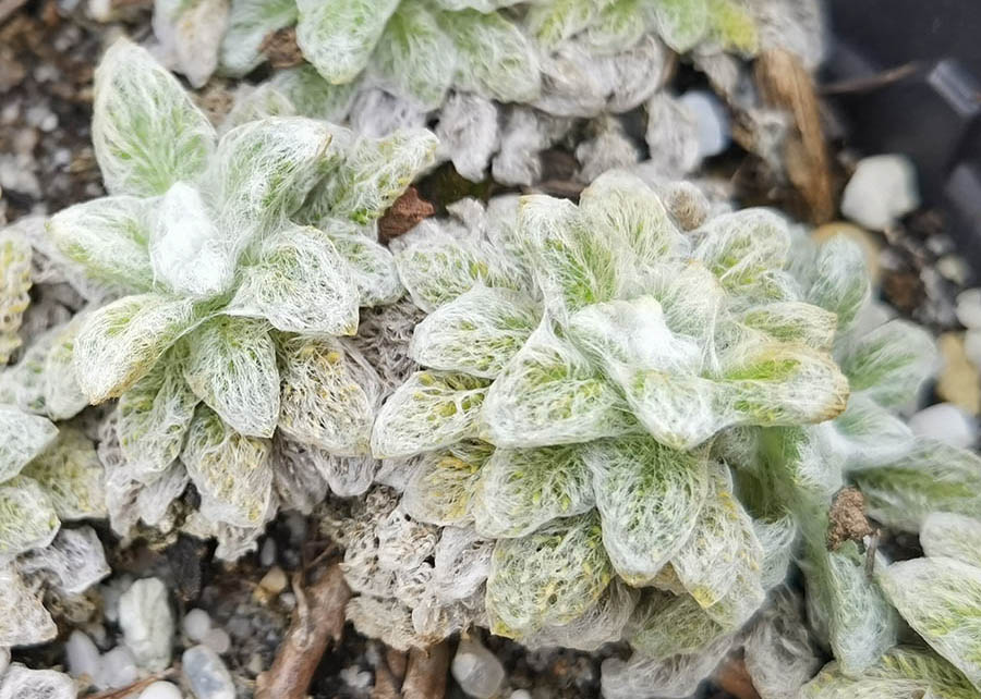 Helichrysum chionophilum photo